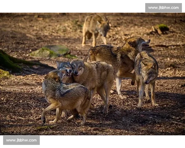群狼逆袭多伦多：VCT CN 赛区的崛起之路